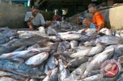 Bupati Inhu Saksikan Panen Raya Ikan