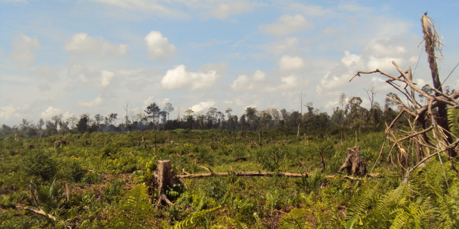 Berkedok Kelompok Tani, Hutan Rohil Nyaris Ludes Dibabat Pengusaha