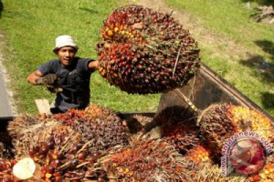 Harga CPO Riau Turun Rp 34,72 per Kg