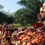 Harga TBS Sawit Riau Turun RP46,31 per Kg