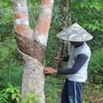 Harga Terus Anjlok, Petani Karet di Kampar Kiri Merintih