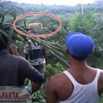 Semakin Menjadi, Gajah Liar Rusak Kebun Warga di Tasik Serai