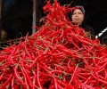 Pasokan Kurang, Harga Cabe Merah Merangkak Naik