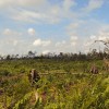 Berkedok Kelompok Tani, Hutan Rohil Nyaris Ludes Dibabat Pengusaha