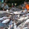 Bupati Inhu Saksikan Panen Raya Ikan